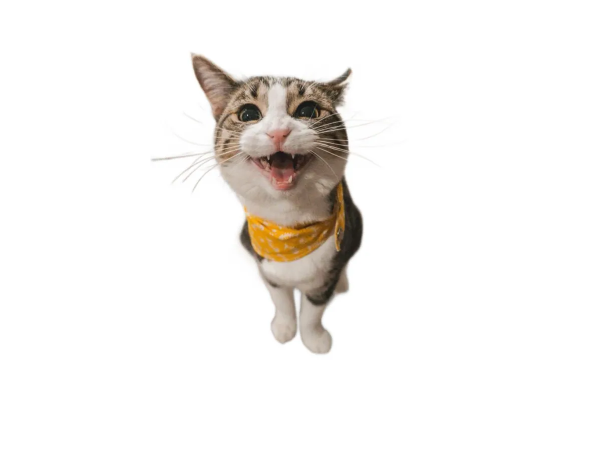 BackgroundRemover.com animal background removal result